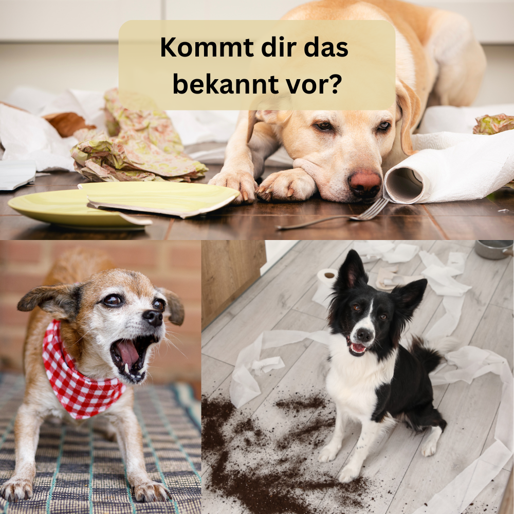 LickBowl - Beruhigt deinen Hund sofort