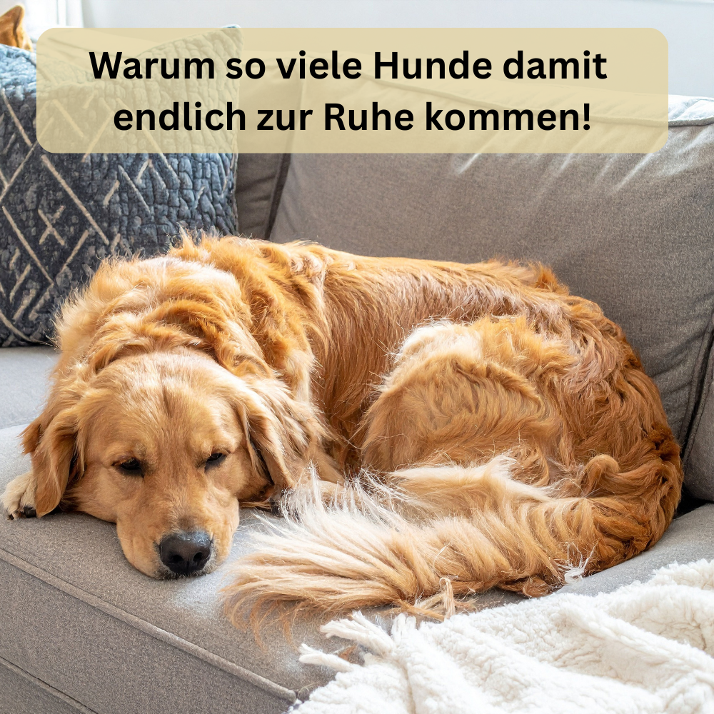 LickBowl - Beruhigt deinen Hund sofort